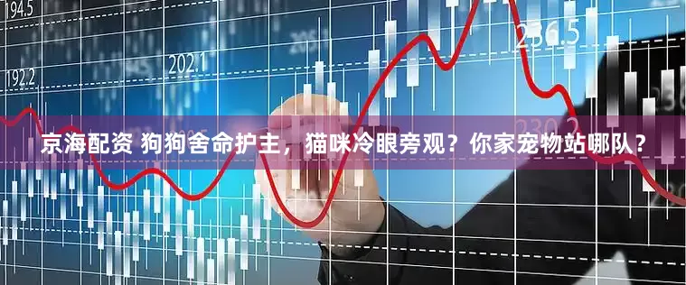 京海配资 狗狗舍命护主，猫咪冷眼旁观？你家宠物站哪队？